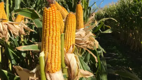 Agricultura: 2025 marcó un punto de inflexión para el riego y la producción