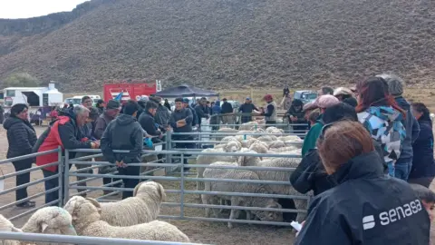 Expo Rural Bariloche: se inaugura el ciclo de rurales ovinas de verano 2026