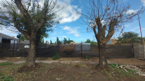Para el INTA habría existido intención de matar los árboles de calle Sarmiento