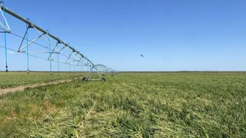Menos impuestos en la energía para riego: alivio directo al productor
