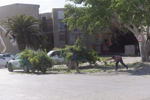 Comenzó la temporada de poda y la Municipalidad de Viedma pidió realizar intervenciones responsables