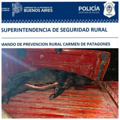 Se intercepta pick-up transportando una pieza de Jabali sin vida*.