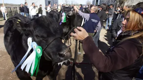 Viedma será sede de una de las principales exposiciones rurales del año