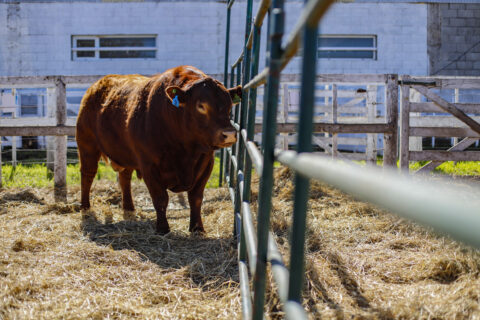Viedma superó los $1.200 millones en ventas en la Rural